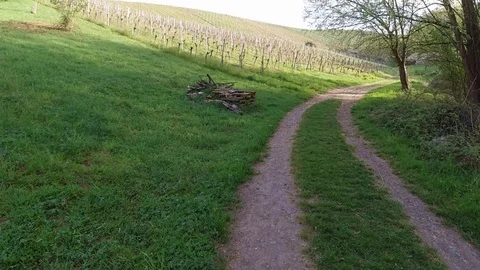 Road between green meadow and vineyard Stock Footage 129608924