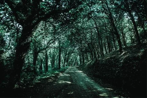 Road Between Green Trees Stock Photos