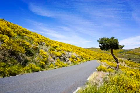 Road between jaras in bloom Stock Photos