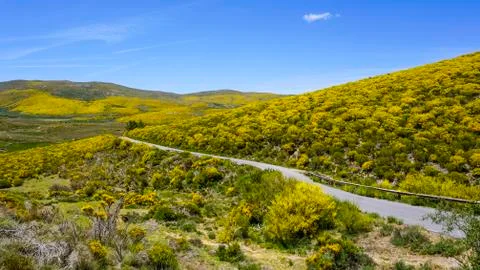 Road between jaras in bloom Stock Photos
