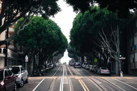Road between multiple trees in san francisco california Foto stock