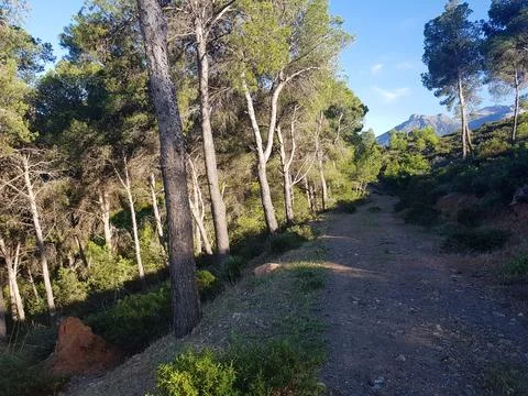 Road between the nature of pine trees Stock Photos