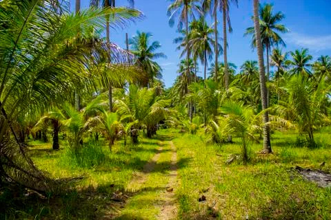 The road between palm trees Foto stock