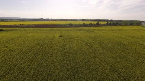 Road between rape canola field Vidéo 72600075