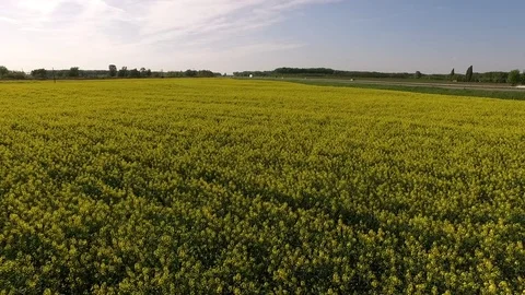 Road between rape canola field Video stock 72600295