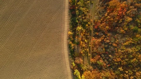 Road between the red autumn fields of vineyards. Stock Footage 180552394