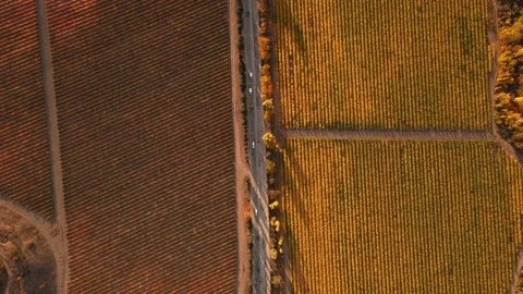 Road between the red autumn fields of vineyards Stock Footage 180553590