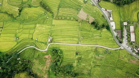 Road between rice fields Vídeo Stock 143491086