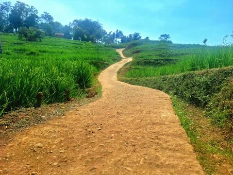 Road between rice fields Stock Photos