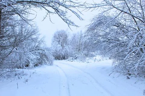 The road between the snow-covered trees. Winter road after snow between the t Stock Photos