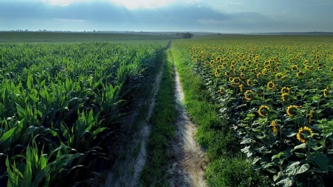 A Road between Sunflower and Corn Field Plantation Farmland ripe vegetation Vidéo 102126963