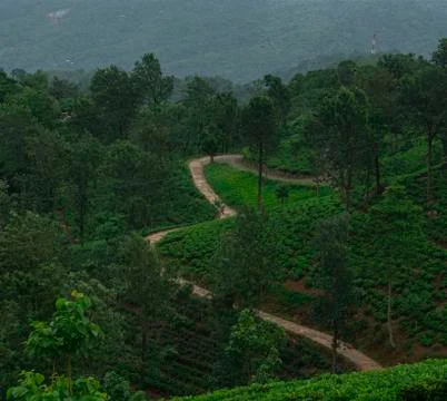 Road between the Tea Plantations Stock Photos