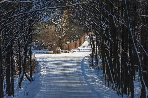 Road between trees covered with . Stock Photos