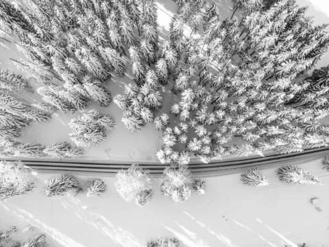 A road between trees covered with snow. Stock Photos