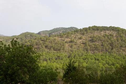 Road between the trees. cycling route of mallorca Stock Photos