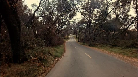 Road between trees Stock-Footage 46459752