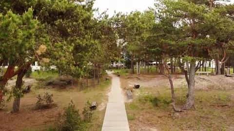 Road between trees Video stock 111637822