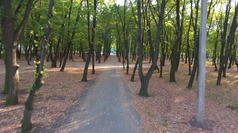 The Road Between the Trees in the Park. 4k Video Stock Footage 68000023