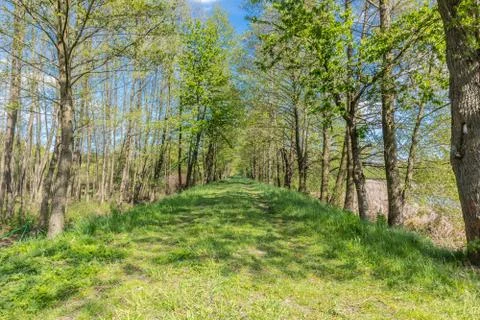 The road between the trees Stock Photos