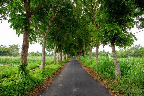 A road between the trees Stock Photos