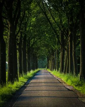 Road between trees Stock Photos
