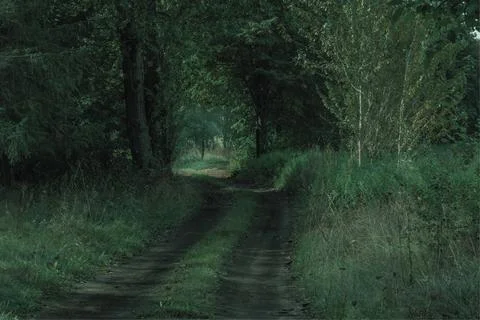 Road in Between Trees Stock-Fotos