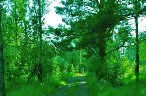 Road Between Trees Stock Photos