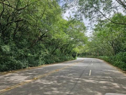 Road between the trees Stock Photos