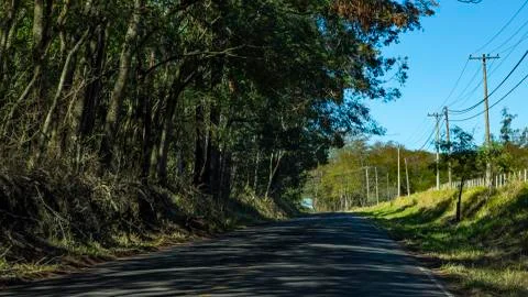 The road between trees. A road is full of trees. Stock Photos