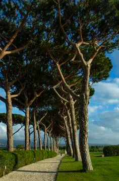 The road between trees. A road full of trees. 스톡 사진