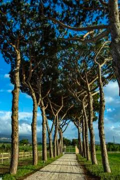 The road between trees. A road full of trees. 스톡 사진