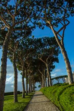 The road between trees. A road full of trees. Stock Photos