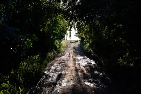 Road between the trees in the sunlight. Bright sunlight in the branches of a  Stock Photos