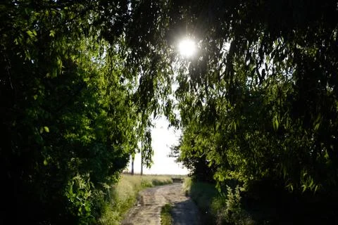 Road between the trees in the sunlight. Bright sunlight in the branches of a  Foto stock