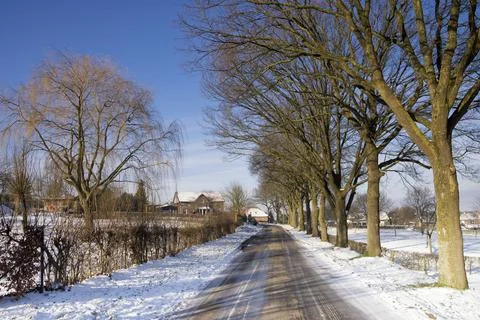 Road between trees surrounded by a snowy landscape Stock Photos