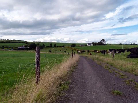 A road between two farm fields in Ireland in summer. A herd of cows grazing. Foto stock