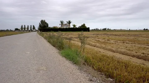 Road between two paddy fields, one harvested, the other ripe and waiting, Vídeo Stock 103158106