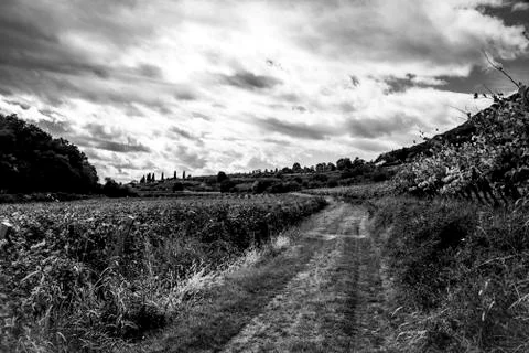 Road between vineyards one Stock Photos