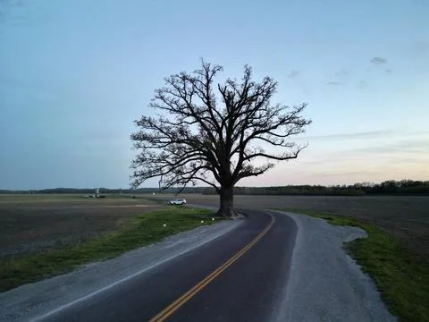 Road to the Big Burr Oak Tree 1 Stock Photos