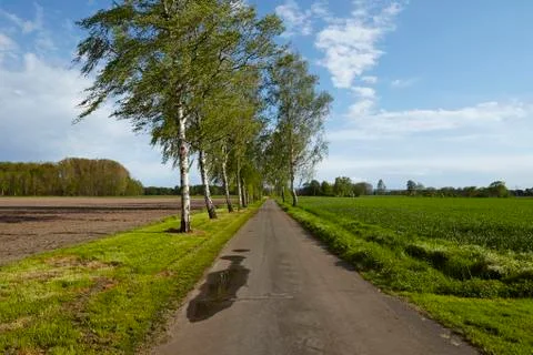 Road with birch trees in front of a blue sky Foto stock