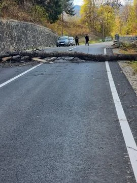 Road blocked by a fallen tree in the middle of the forest. Stock Photos