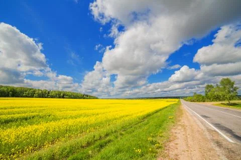 Road in blooming fields yellow flowers dramatic sky cloud summer Stock Photos