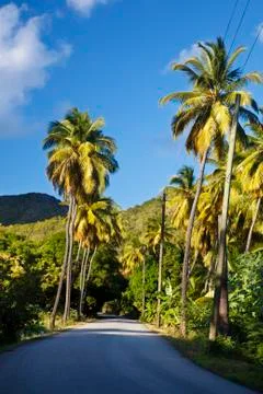 A road called Fig Tree Drive in the centre of Antigua, a bit ironically becau Stock Photos