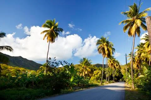 A road called Fig Tree Drive in the centre of Antigua, a bit ironically becau Stock Photos