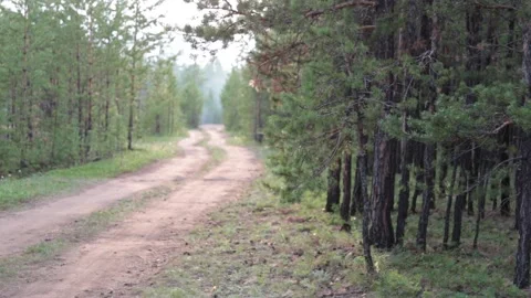 Road for cars in the forest Stock Footage 155371279