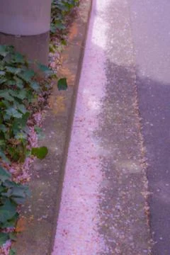 Road cherry blossoms fall dance Stock Photos