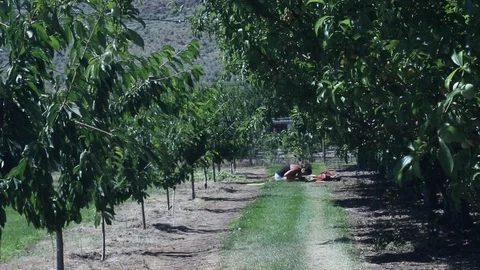 Road in the cherry fields Stock Footage 98759255