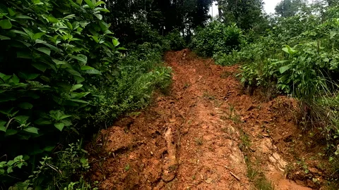 A road clearance made in a tropical forest resulting in quick deforestation Video stock 336916750