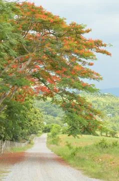 Road with cloudy sky Stock Photos