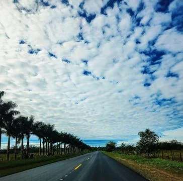 The road of coconut trees Stock Photos